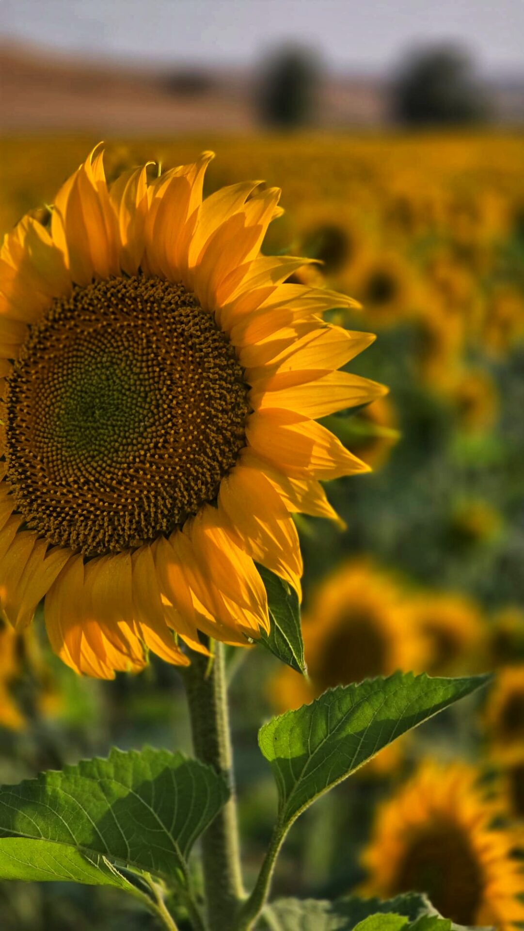 Girasoles en Flor. Vívelo Con Nosotros
